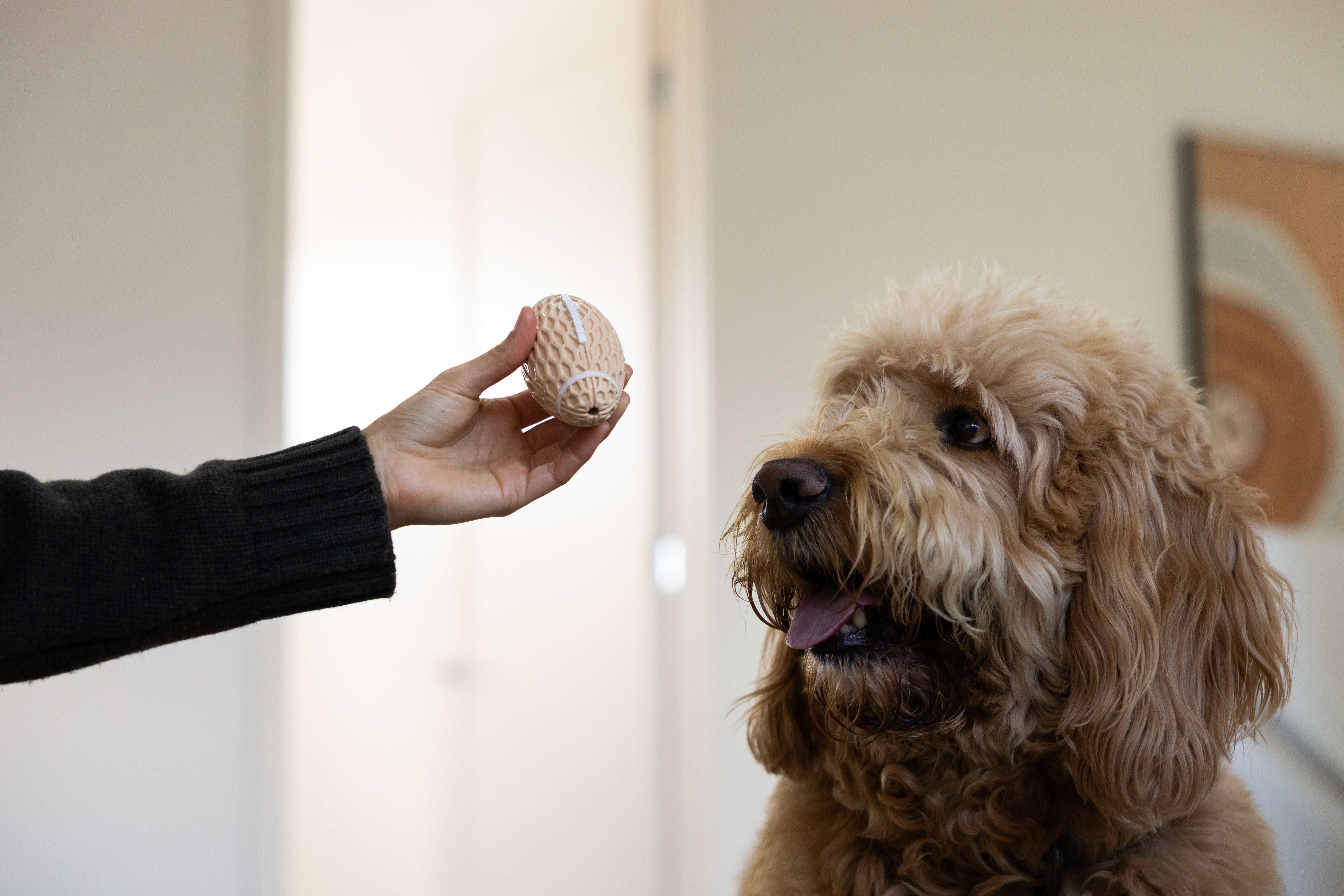 The Chew & Chase Pack