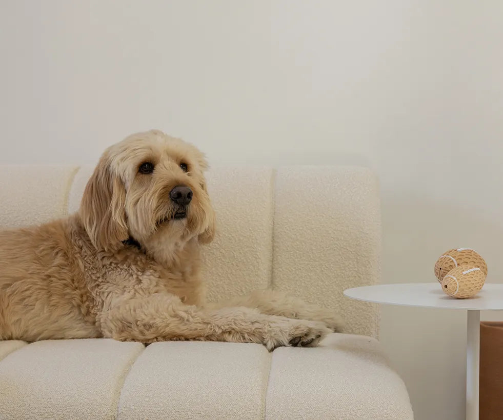 The Chew & Chase Pack