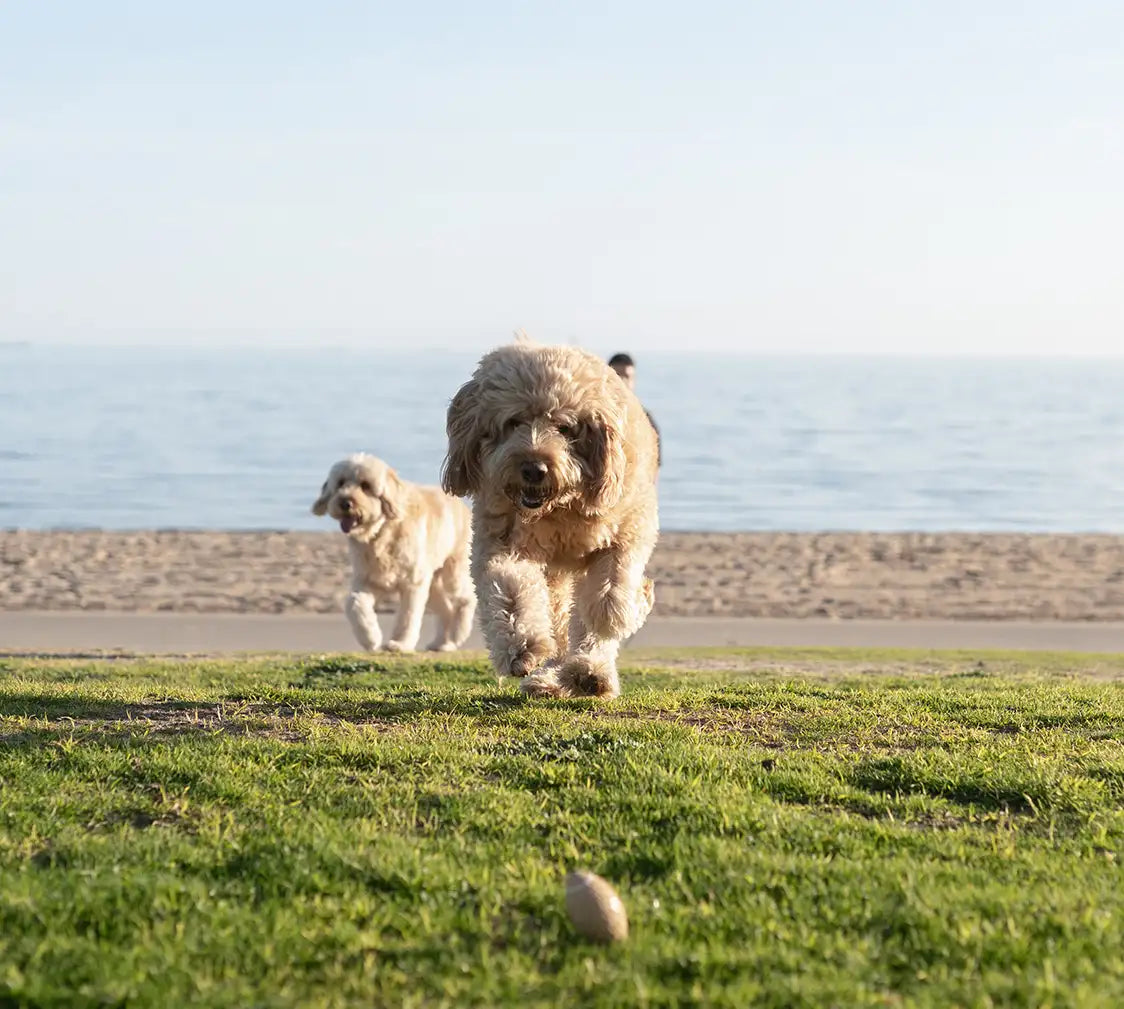 The Squeaky Fetch Pack