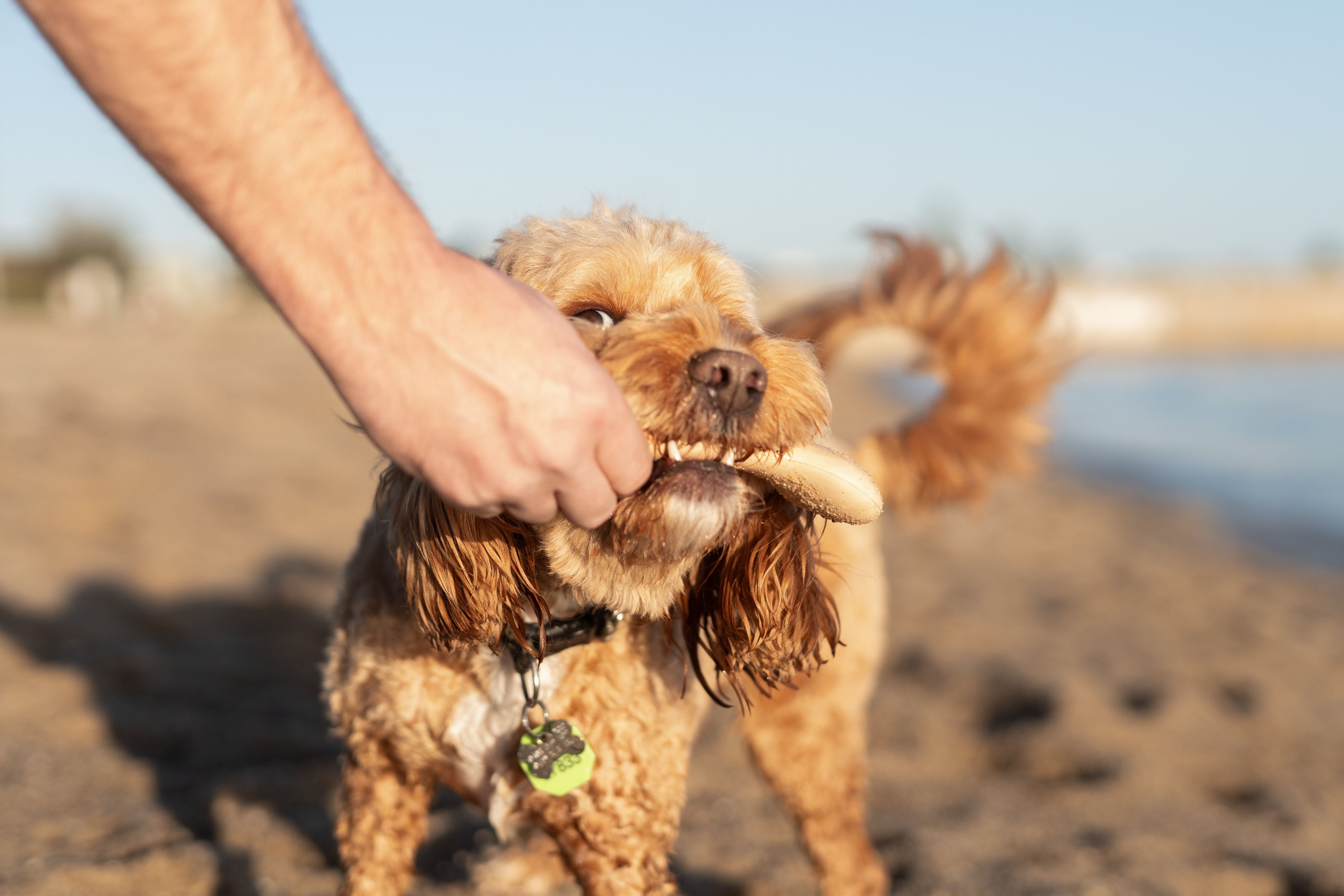 The Squeaky Fetch Pack